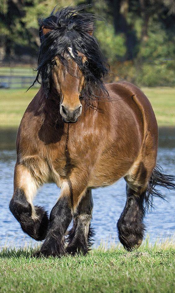 Stallion Ardennes Horse